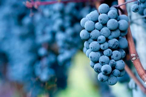 Red grapes Stock Photos