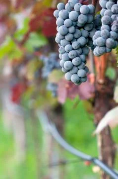 Red grapes Stock Photos