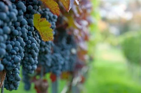 Red grapes Stock Photos