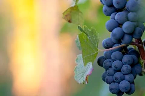 Red grapes Foto stock