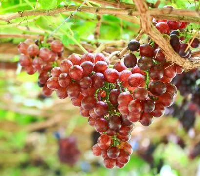 Red grapes Stock Photos