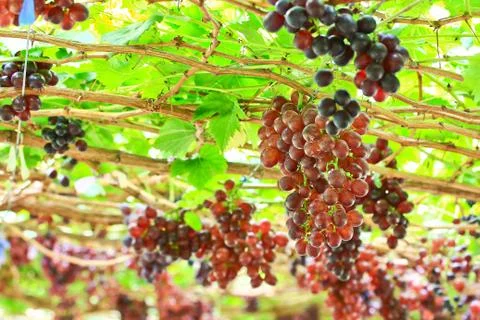 Red grapes Stock Photos