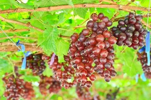 Red grapes Stock Photos