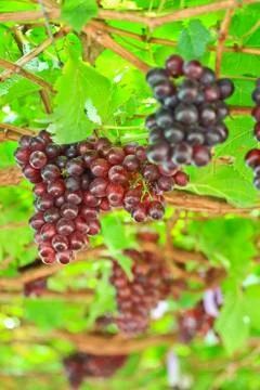 Red grapes Foto stock