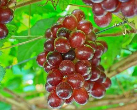 Red grapes Stock Photos