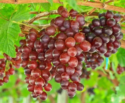 Red grapes Stock Photos
