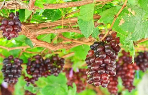 Red grapes Stock-Fotos