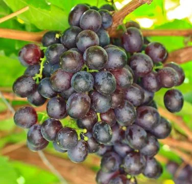 Red grapes Foto stock
