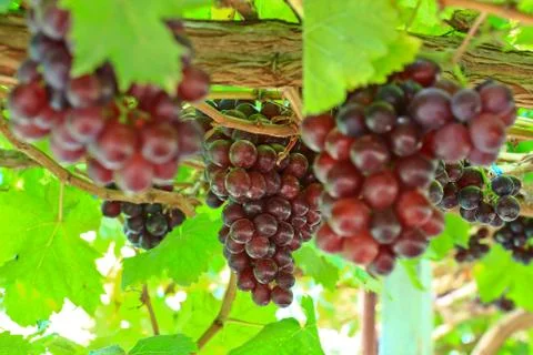Red grapes Stock Photos
