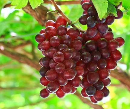 Red grapes Stock-Fotos