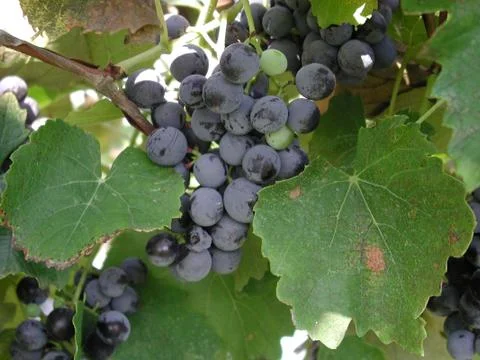 Red grapes Stock Photos