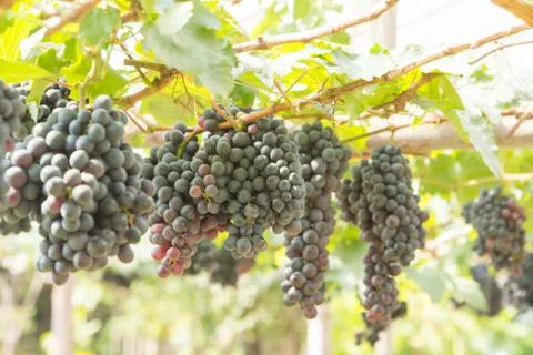 Red grapes Stock Photos