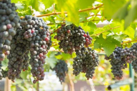 Red grapes Stock Photos