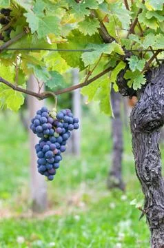 Red grapes Stock Photos