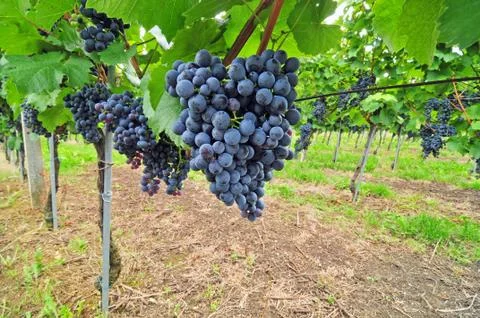 Red grapes Stock Photos