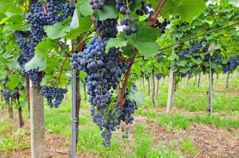 Red grapes Stock Photos
