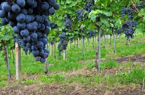 Red grapes Foto stock