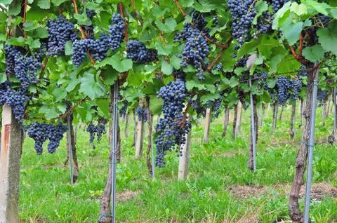 Red grapes Stock Photos