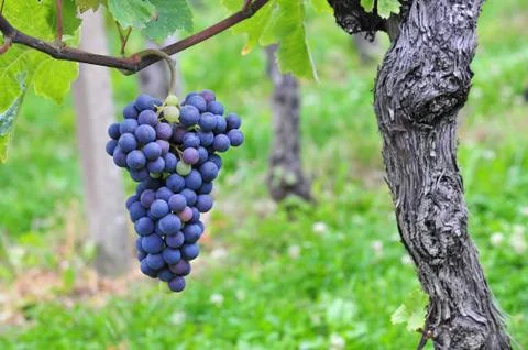 Red grapes Stock Photos