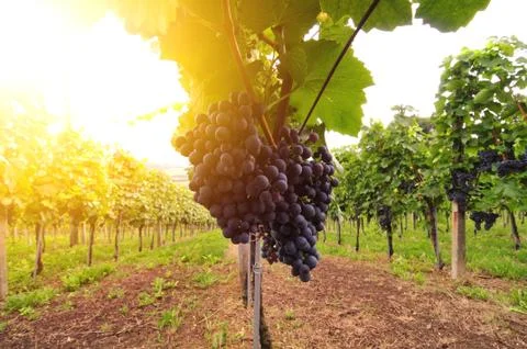 Red grapes Stock Photos
