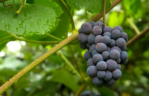 Red grapes Stock Photos