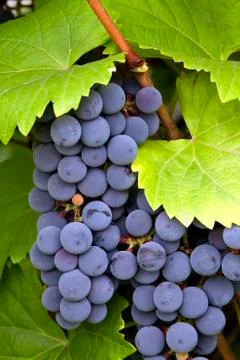 Red grapes Stock Photos