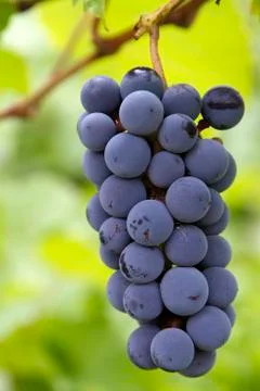 Red grapes Stock Photos