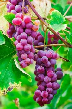 Red grapes Stock Photos