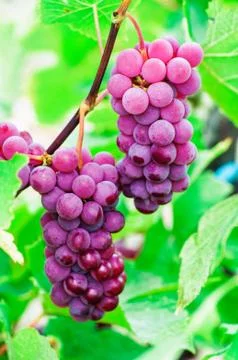 Red grapes Stock Photos