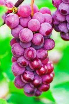 Red grapes Stock Photos