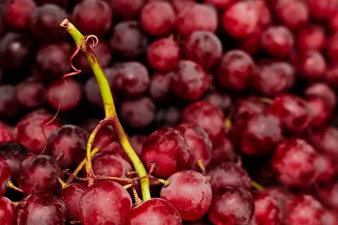 Red grapes. Fotos de archivo