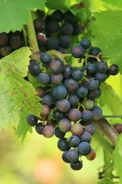 Red grapes Stock Photos