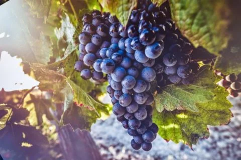 Red grapes Stock Photos