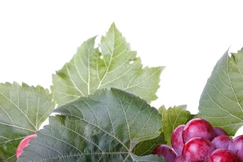 Red Grapes Stock Photos