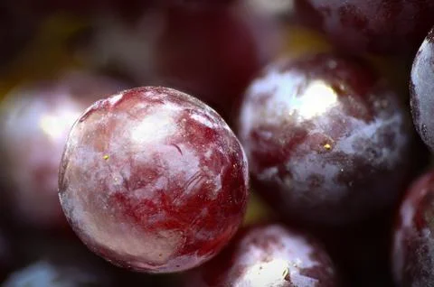 Red grapes Stock Photos