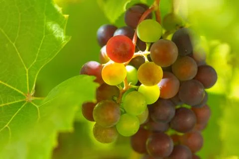 Red grapes Stock Photos