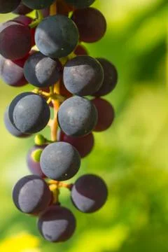 Red grapes Stock Photos
