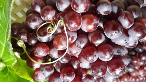 Red grapes, Foto stock