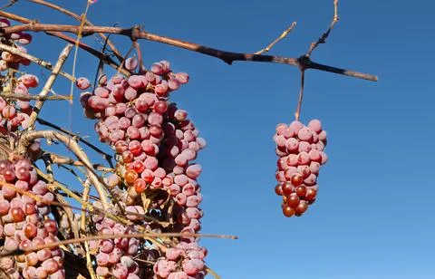 Red grapes Stock Photos
