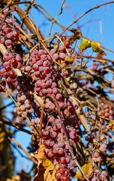 Red grapes Stock Photos