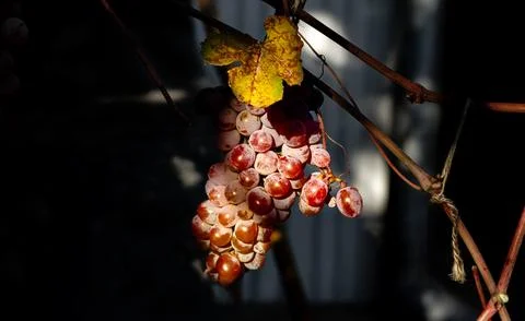 Red grapes Stock Photos
