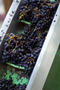 Red grapes Stock Photos