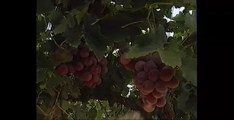 Red Grapes Picked for Winemaking in Australian Vineyard (1991) Stock Footage 274534828