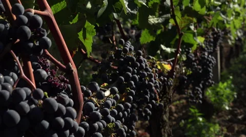 Red grapes ready to be harvested Video stock 55570071