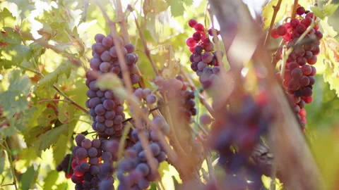 Red grapes ready for harvesting Stock Footage 204924895