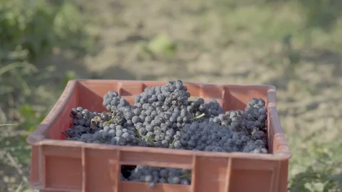 Red grapes in red box in vineyard. Grape harvest season Stock Footage 120606234