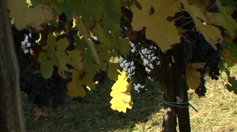 Red grapes ripening in the vineyard Stock Footage 35626474