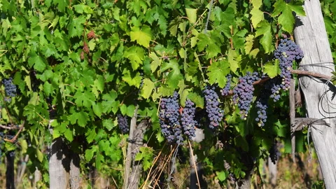 Red grapes on the rows of vines just before the harvest in Chianti in Tuscany Stock Footage 152995516
