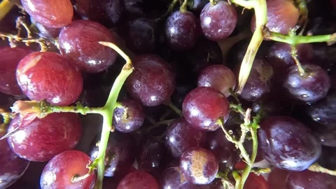 Red Grapes - Sliding Shot - Leftwards Stock Footage 284599015