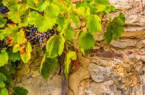 Red grapes on stone wall background Stock Photos